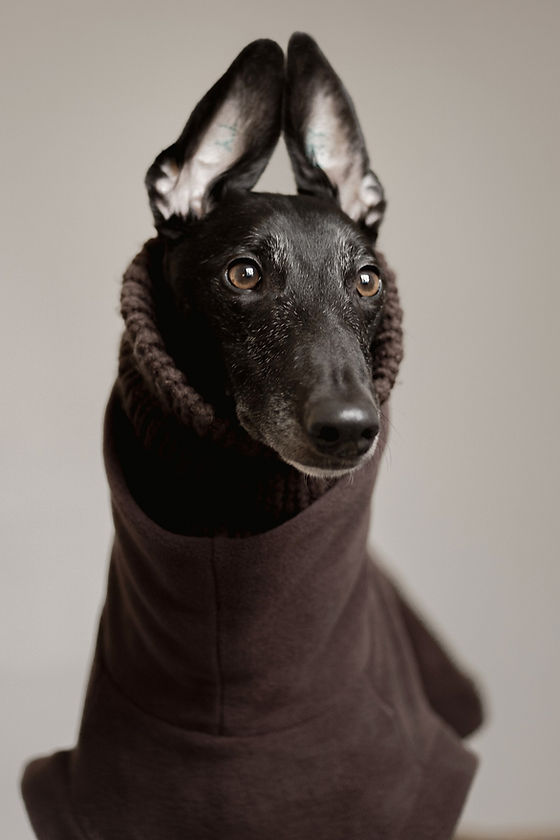 Wollices Sighthound Clothing Dogwear Accessories. Whippets